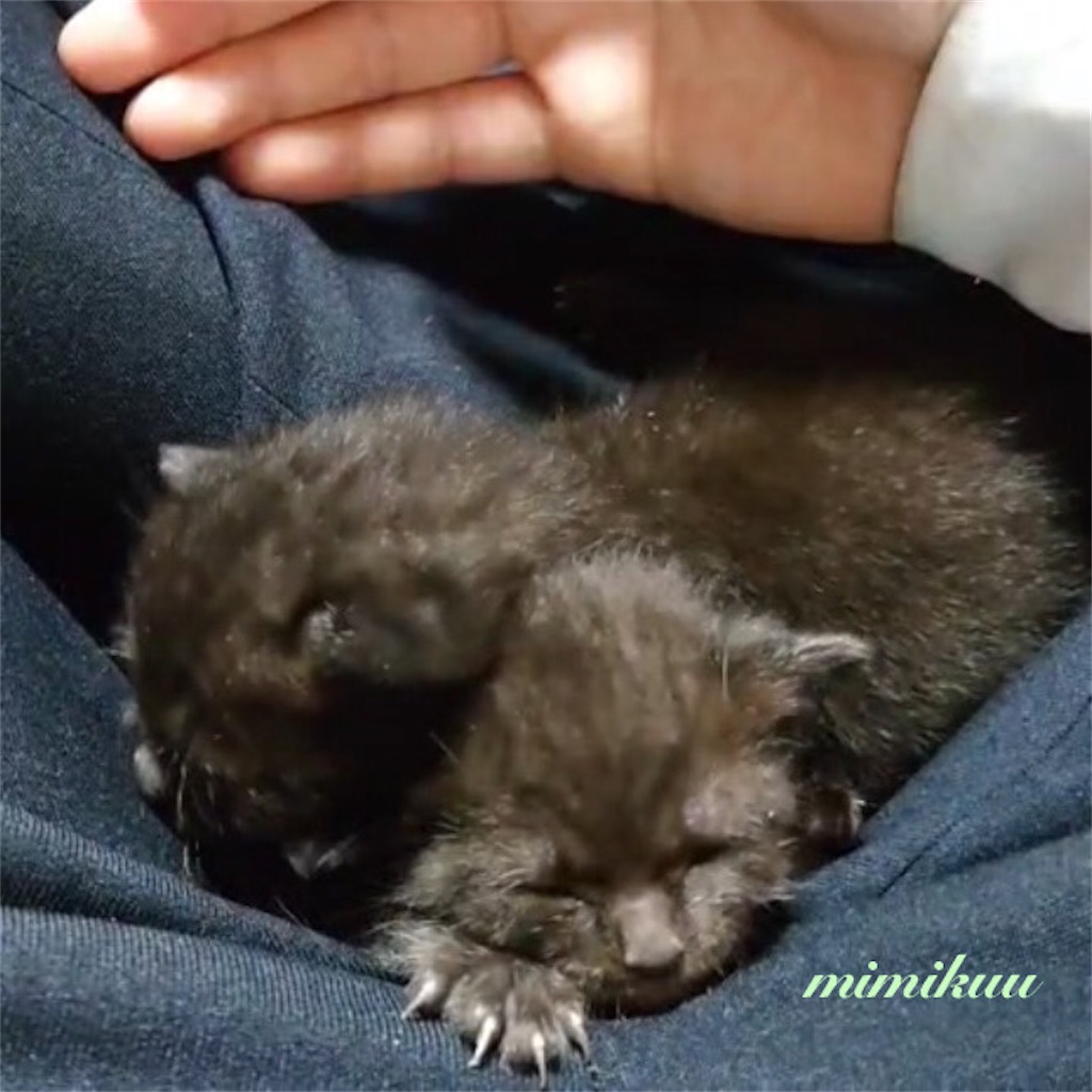 f:id:mimikuucat:20211114100735j:image f:id:mimikuucat:20211114100735j:image