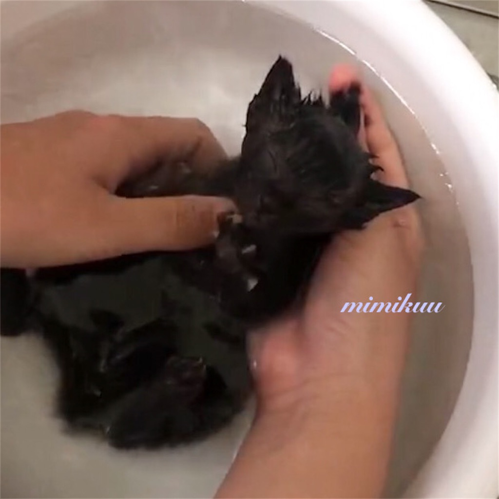 f:id:mimikuucat:20211117084055j:image f:id:mimikuucat:20211117084055j:image