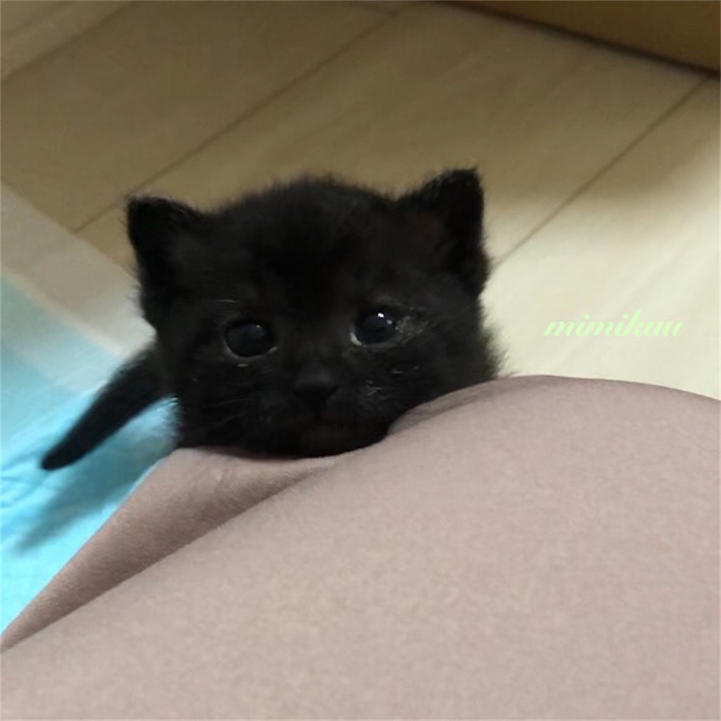 f:id:mimikuucat:20211124223209j:image f:id:mimikuucat:20211124223209j:image