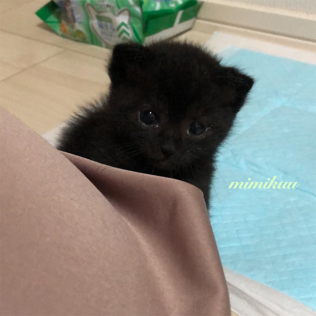 f:id:mimikuucat:20211124223418j:image f:id:mimikuucat:20211124223418j:image