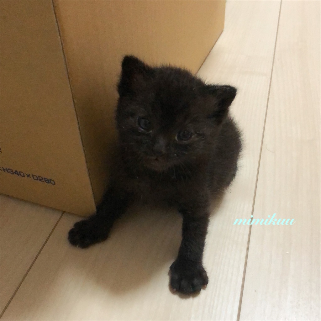 f:id:mimikuucat:20211126122731j:image f:id:mimikuucat:20211126122731j:image