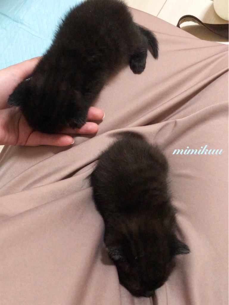 f:id:mimikuucat:20211126123535j:image f:id:mimikuucat:20211126123535j:image