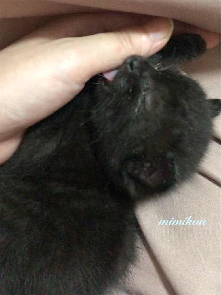 f:id:mimikuucat:20211126123539j:image f:id:mimikuucat:20211126123539j:image