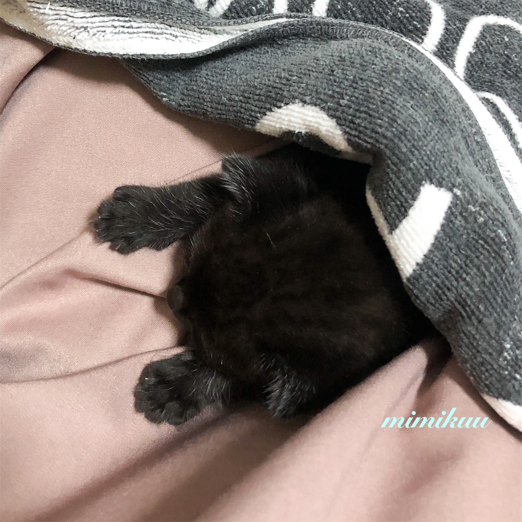 f:id:mimikuucat:20211129123557j:image f:id:mimikuucat:20211129123557j:image