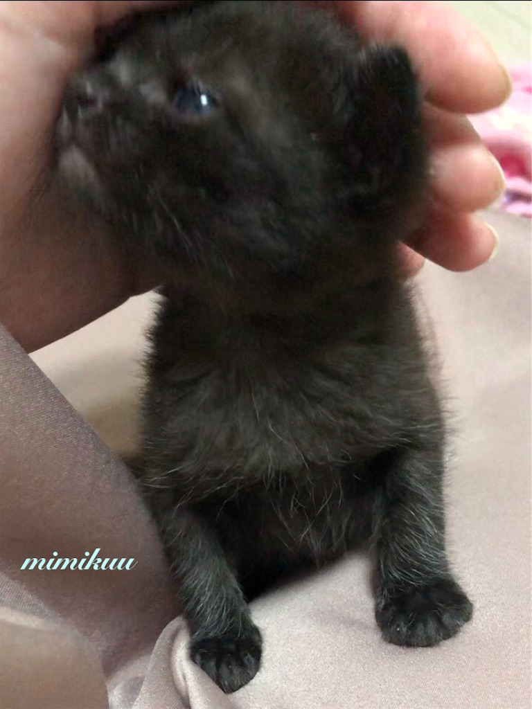 f:id:mimikuucat:20211129123600j:image f:id:mimikuucat:20211129123600j:image