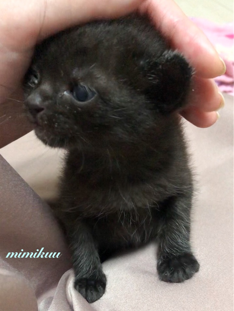 f:id:mimikuucat:20211129123602j:image f:id:mimikuucat:20211129123602j:image