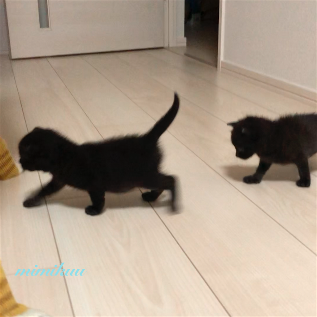 f:id:mimikuucat:20211209092738p:image f:id:mimikuucat:20211209092738p:image