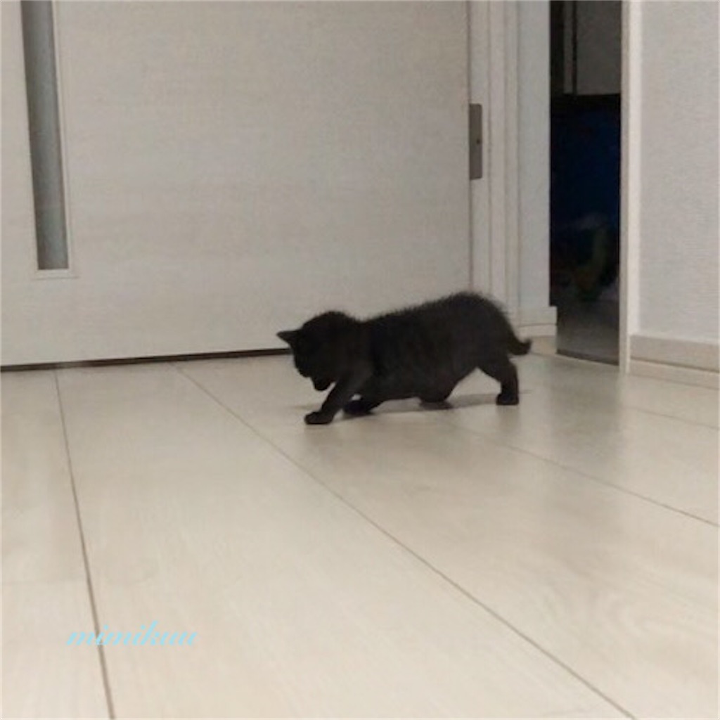 f:id:mimikuucat:20211209092850j:image f:id:mimikuucat:20211209092850j:image