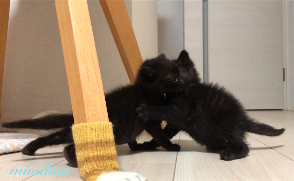 f:id:mimikuucat:20211209093846p:image f:id:mimikuucat:20211209093846p:image