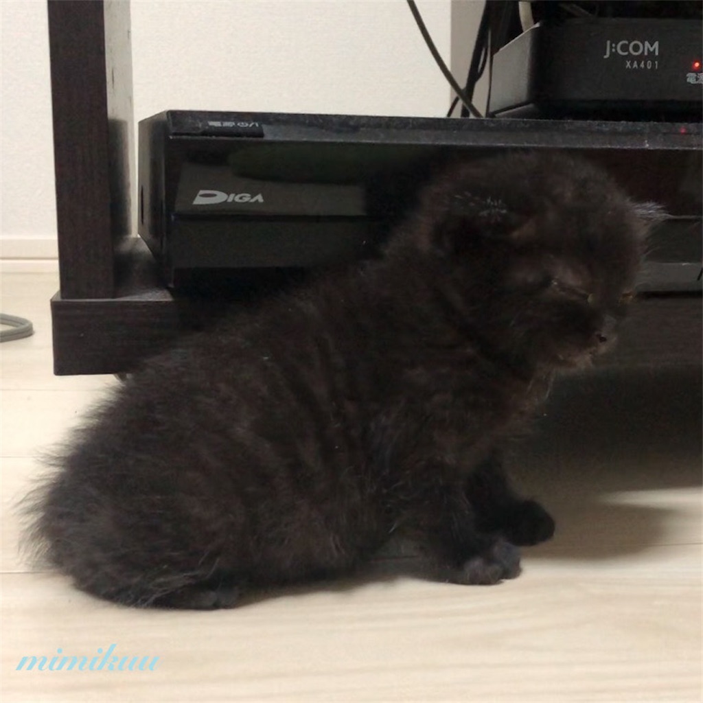f:id:mimikuucat:20211209173302j:image f:id:mimikuucat:20211209173302j:image