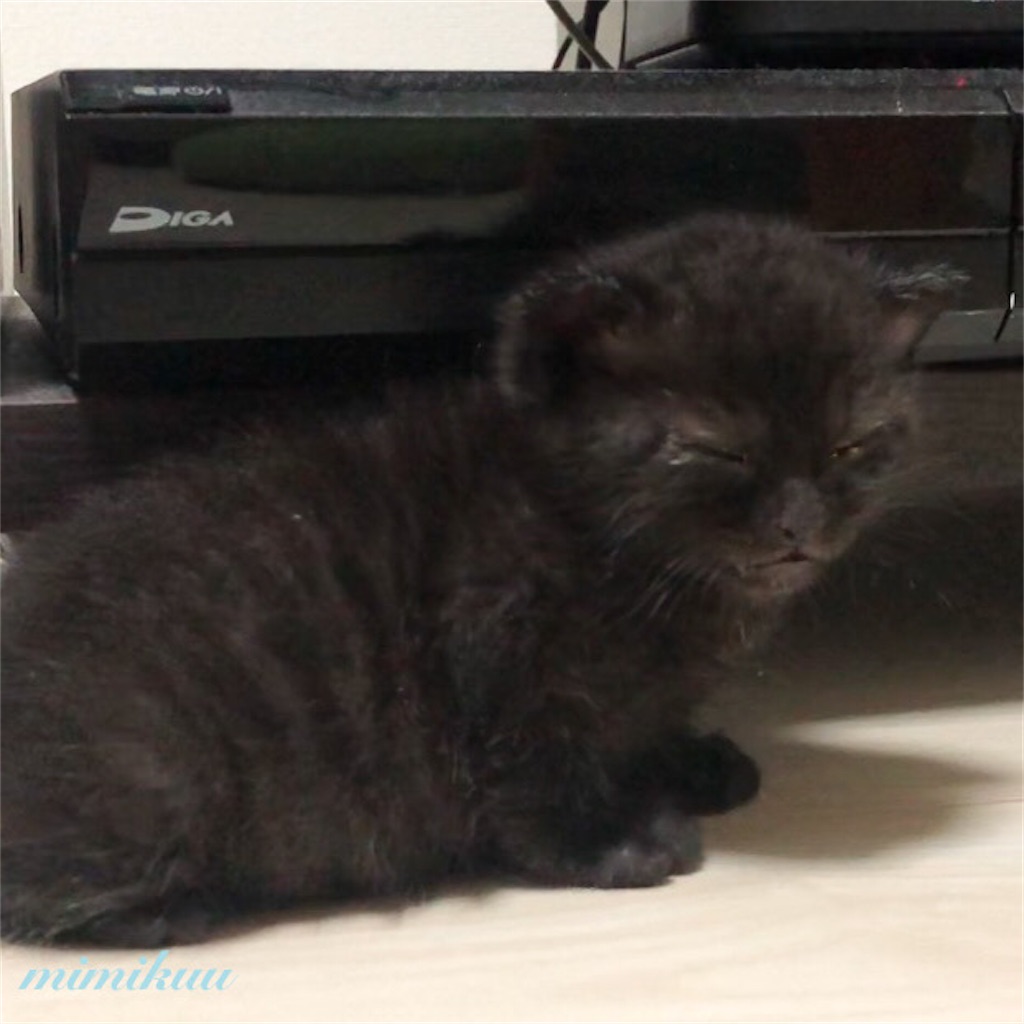f:id:mimikuucat:20211209173305j:image f:id:mimikuucat:20211209173305j:image
