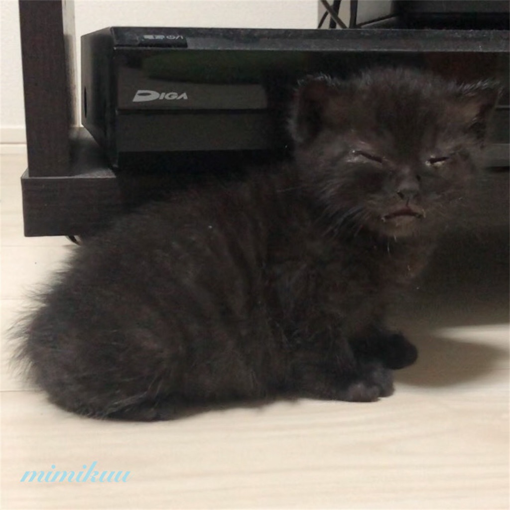 f:id:mimikuucat:20211209173308j:image f:id:mimikuucat:20211209173308j:image