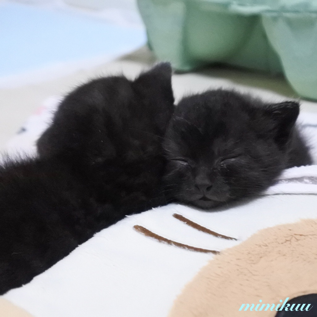 f:id:mimikuucat:20211209222726j:image f:id:mimikuucat:20211209222726j:image