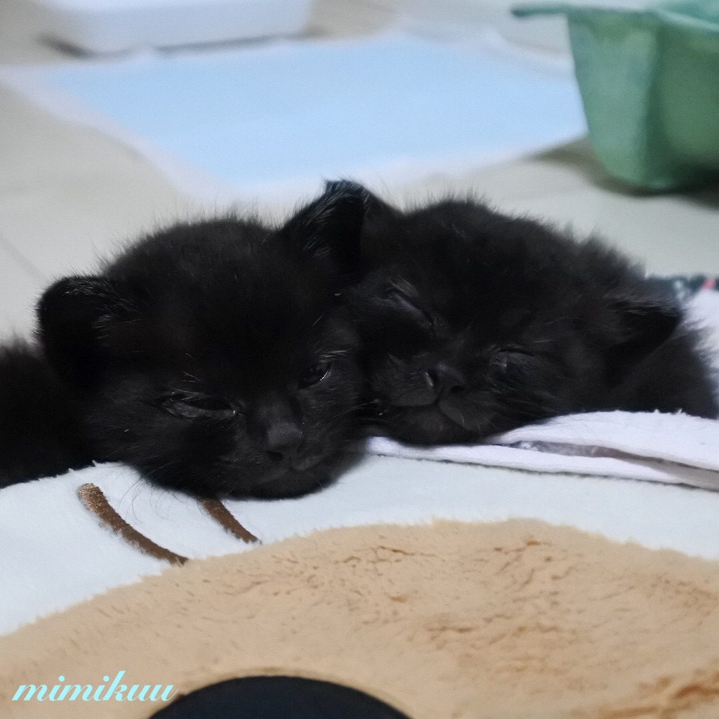 f:id:mimikuucat:20211209222729j:image f:id:mimikuucat:20211209222729j:image