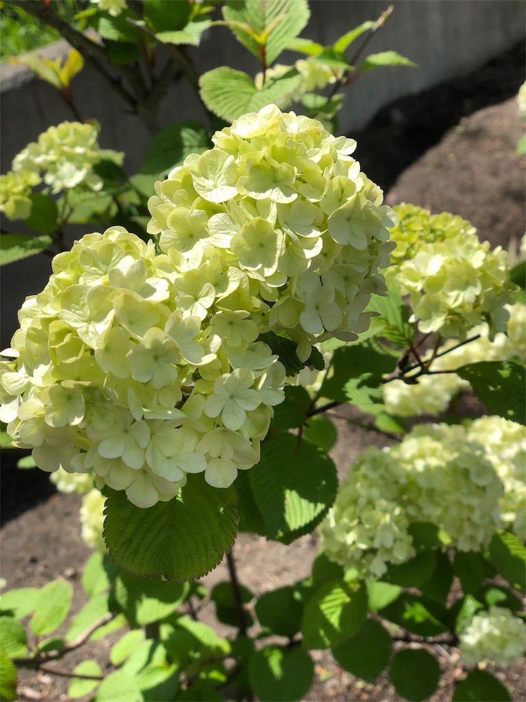 f:id:mimimigarden:20180524102923j:image f:id:mimimigarden:20180524102923j:image