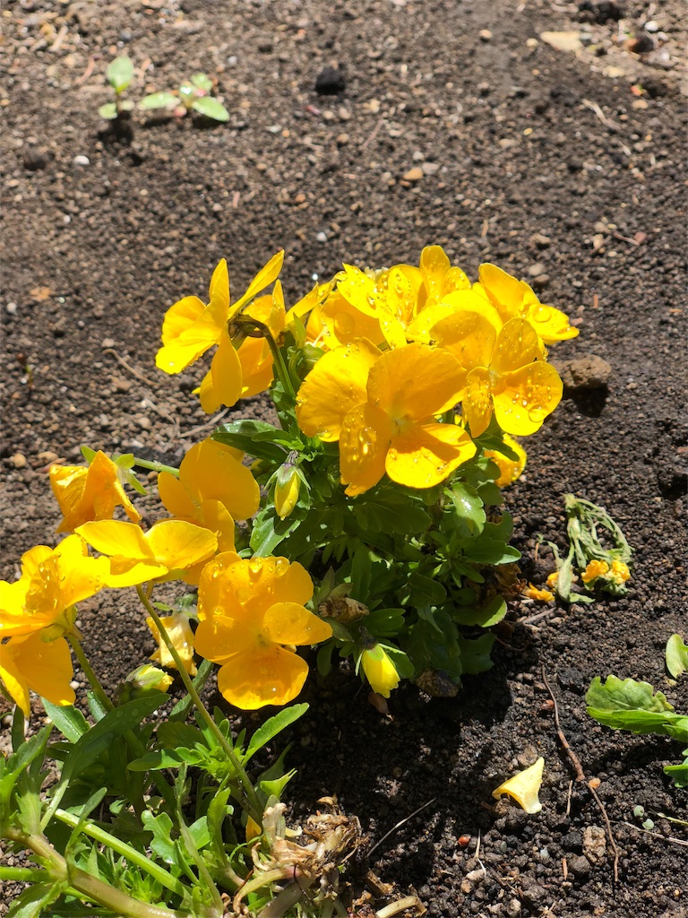f:id:mimimigarden:20180524103044j:image f:id:mimimigarden:20180524103044j:image