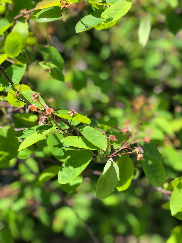f:id:mimimigarden:20180524103119j:image f:id:mimimigarden:20180524103119j:image