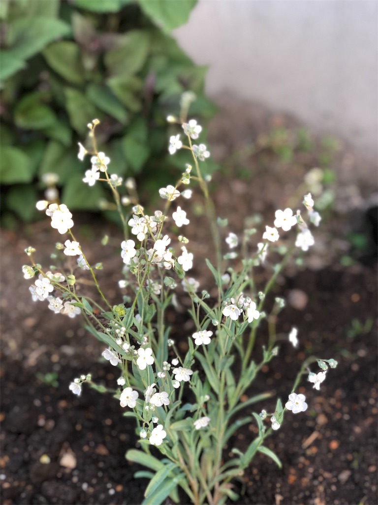 f:id:mimimigarden:20180603191205j:image