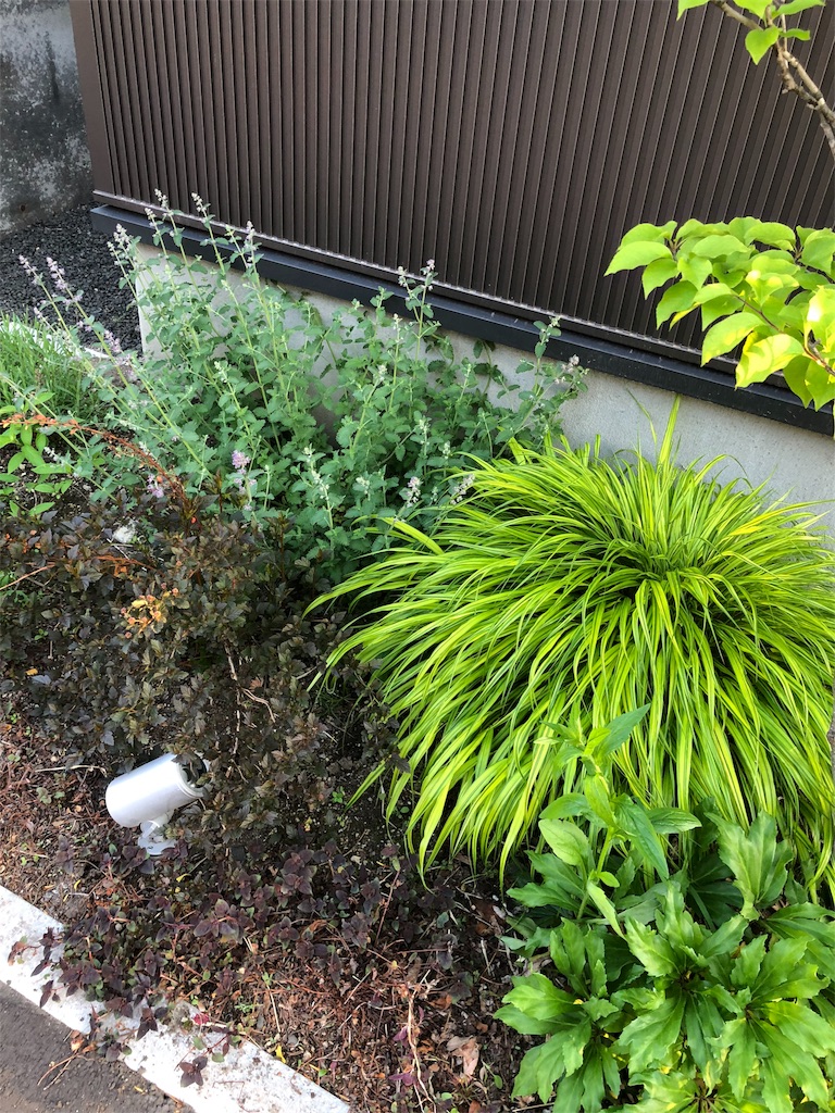 f:id:mimimigarden:20180603202306j:image