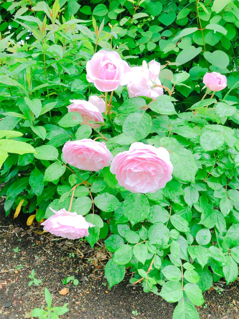 f:id:mimimigarden:20180702221400j:image