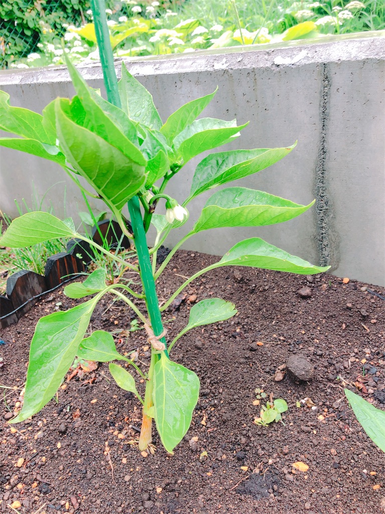 f:id:mimimigarden:20180702221412j:image