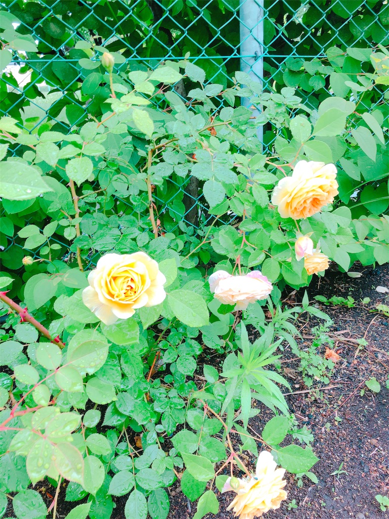 f:id:mimimigarden:20180702221420j:image