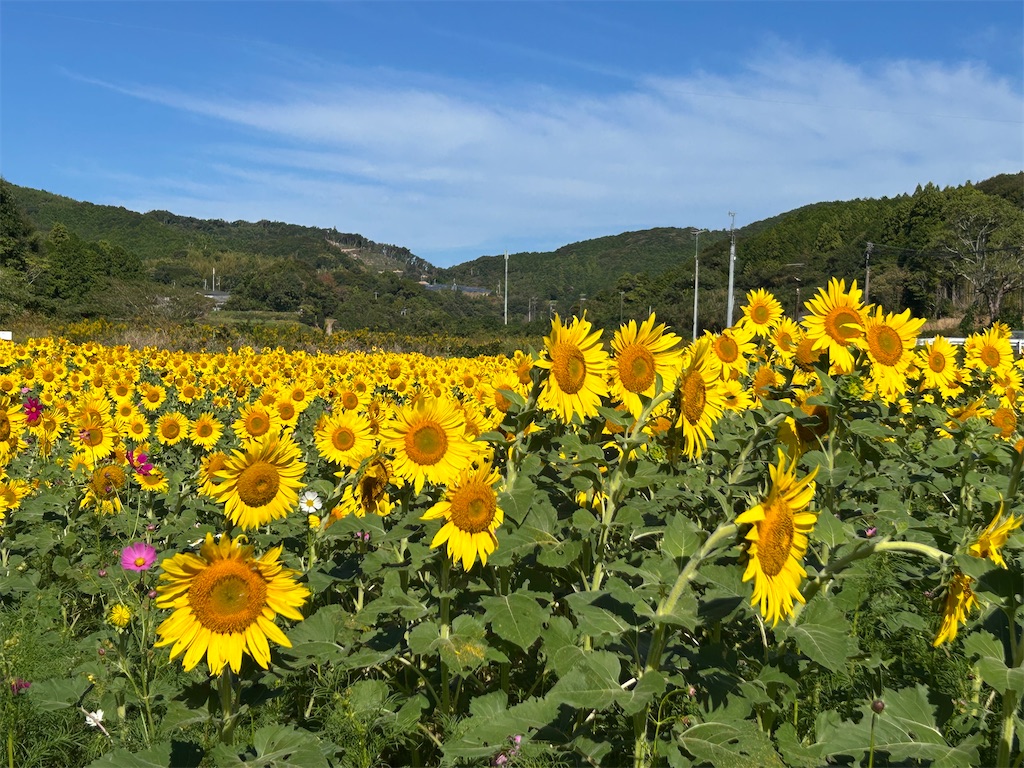高知 遅咲きのひまわりが満開でした🌻 - 旅・ふ・る Tabi Full