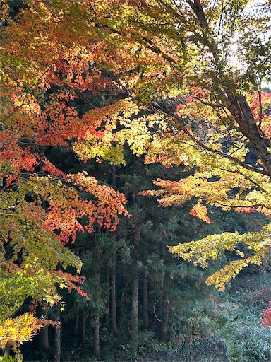 f:id:mimimomorie:20251201223509j:image f:id:mimimomorie:20251201223509j:image