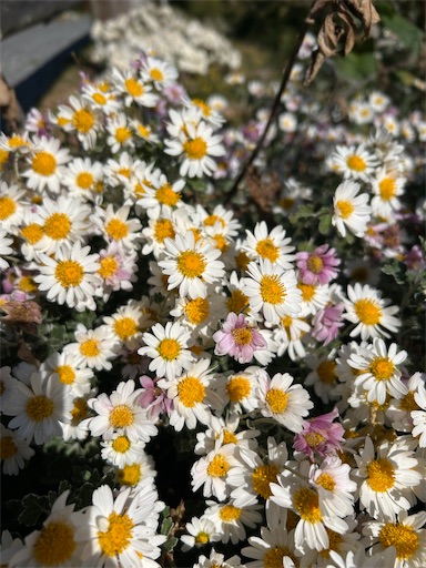 f:id:mimimomorie:20251209151631j:image