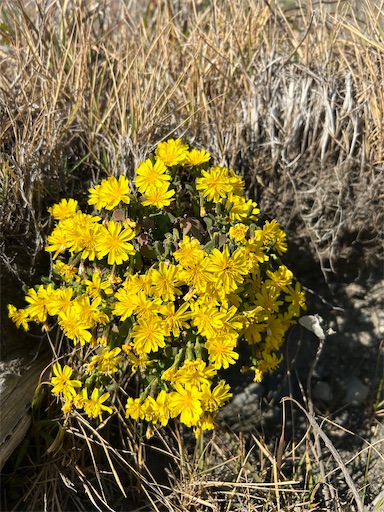 f:id:mimimomorie:20251209151634j:image