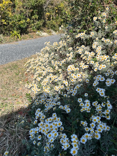 f:id:mimimomorie:20251209151649j:image