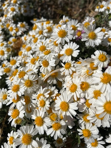 f:id:mimimomorie:20251209151654j:image