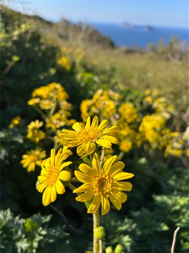 f:id:mimimomorie:20251209151703j:image