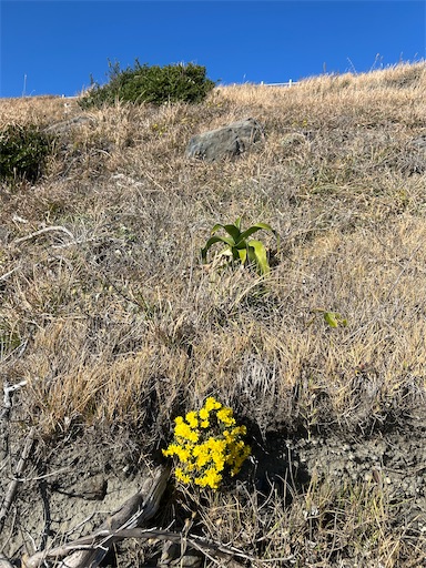 f:id:mimimomorie:20251209151707j:image