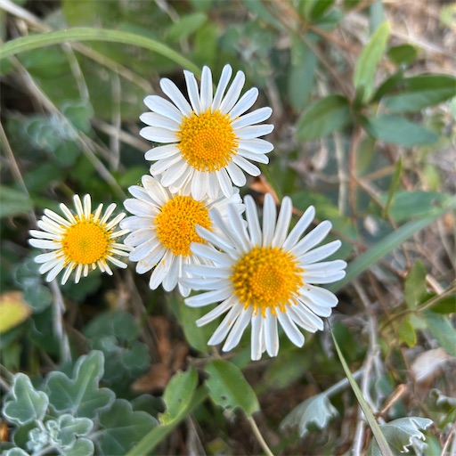 f:id:mimimomorie:20251209152121j:image