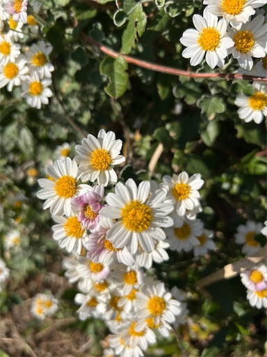 f:id:mimimomorie:20251209152140j:image