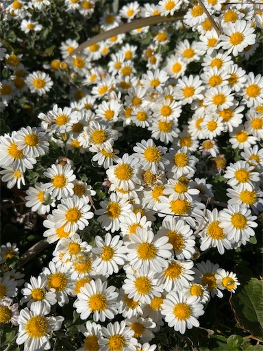 f:id:mimimomorie:20251210175816j:image