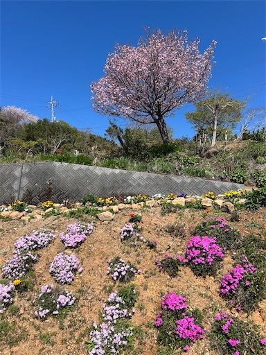 高知 絶景！天空のお花畑🌸「花咲農園」 - 旅・ふ・る Tabi Full