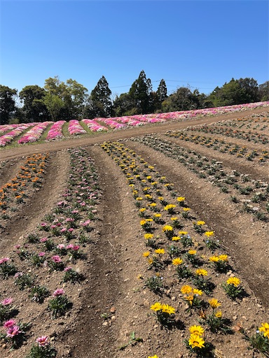 高知 絶景！天空のお花畑🌸「花咲農園」 - 旅・ふ・る Tabi Full