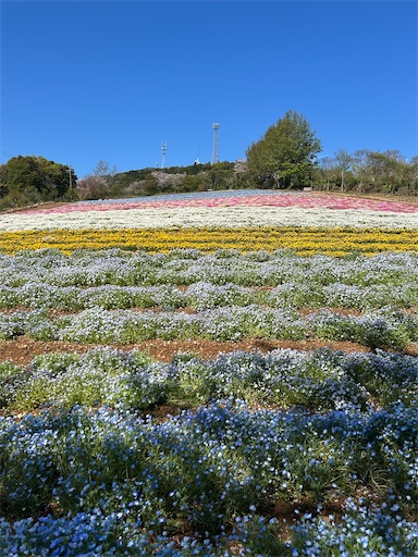 高知 絶景！天空のお花畑🌸「花咲農園」 - 旅・ふ・る Tabi Full