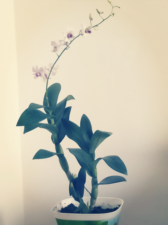 f:id:mimiruby:20181013135301p:plain