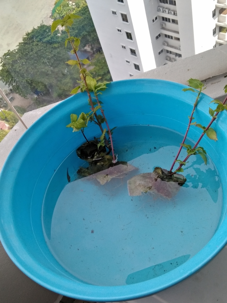 f:id:mimiruby:20181027181025j:plain f:id:mimiruby:20181027181025j:plain