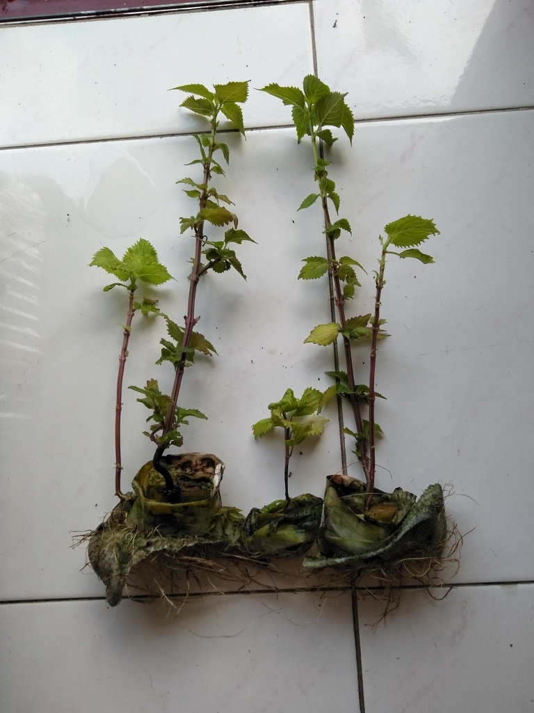 f:id:mimiruby:20181027181132j:plain f:id:mimiruby:20181027181132j:plain