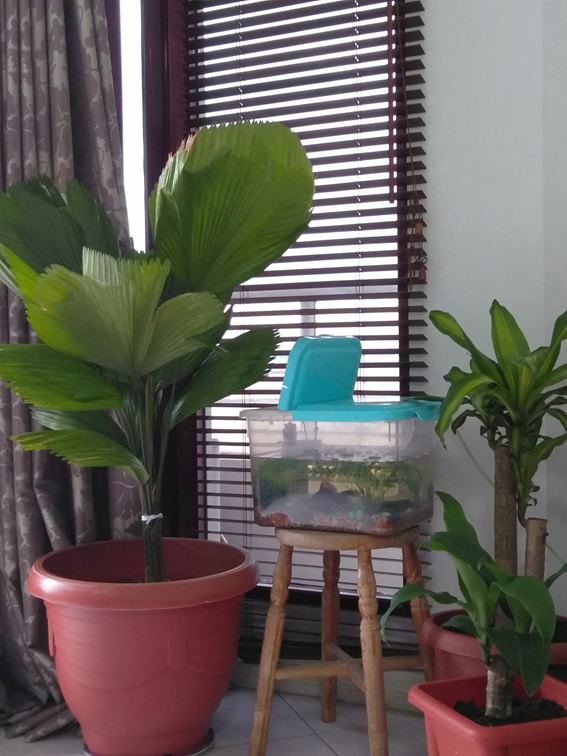 f:id:mimiruby:20190104120426p:plain