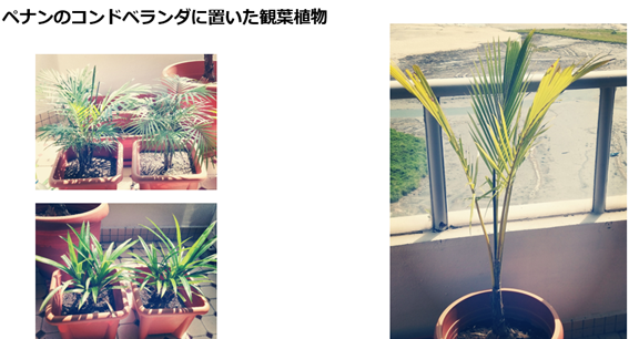 f:id:mimiruby:20191008193216p:plain f:id:mimiruby:20191008193216p:plain
