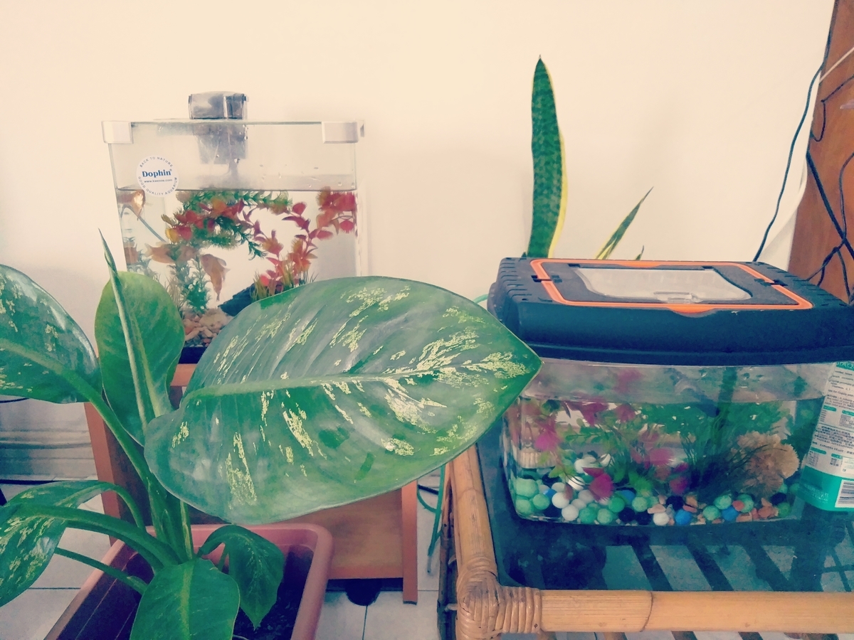 f:id:mimiruby:20191008193504j:plain f:id:mimiruby:20191008193504j:plain