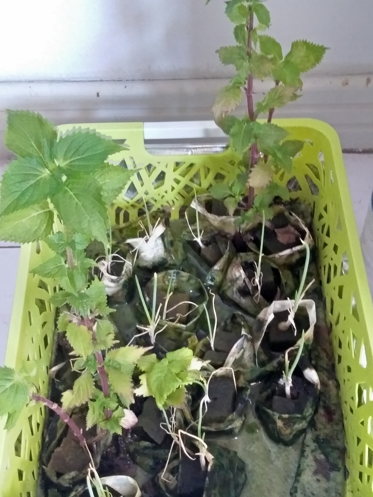 f:id:mimiruby:20191008194419j:plain f:id:mimiruby:20191008194419j:plain