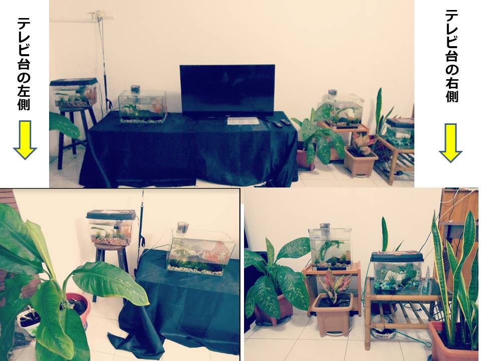 f:id:mimiruby:20191010235910j:plain f:id:mimiruby:20191010235910j:plain