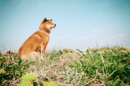 f:id:mimiruby:20210127194044j:plain