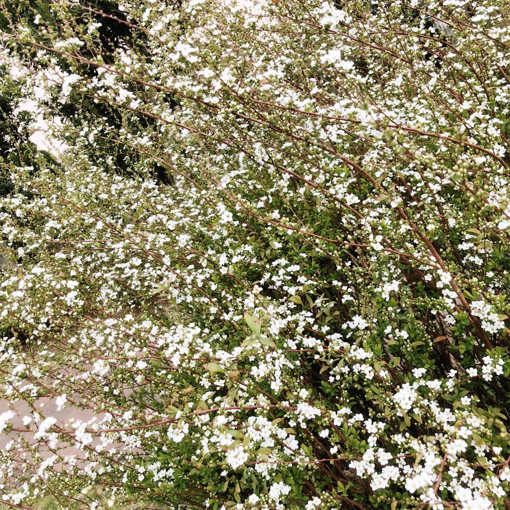 f:id:mimiura:20200822125049j:image f:id:mimiura:20200822125049j:image
